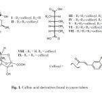 Caffeic Acid Derivatives Found in Yacon Tubers