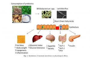 Fig 1 Modulation of Intestinal Microbiota on Physiological Effects