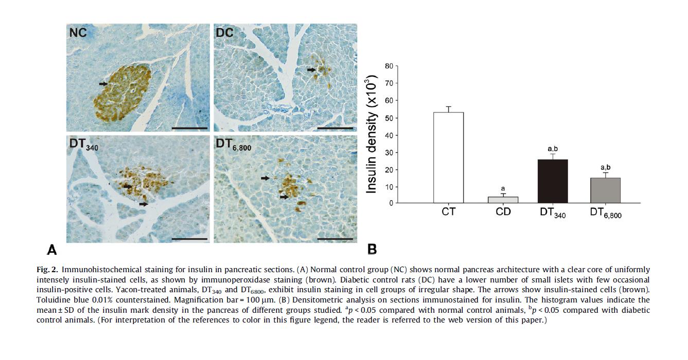 Fig 2 Immunohistochemical staining for insulin in pancreatic sections